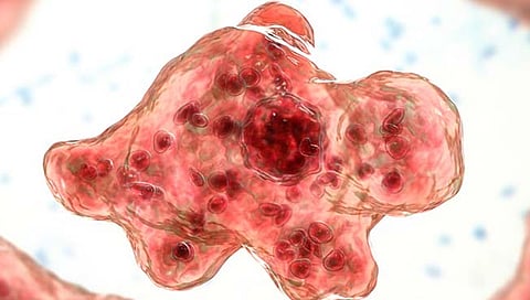 Brain-eating amoeba | नळाचे पाणी वापरताय! मेंदू खाणाऱ्या अमिबाने एकाचा बळी, जाणून घ्या लक्षणे