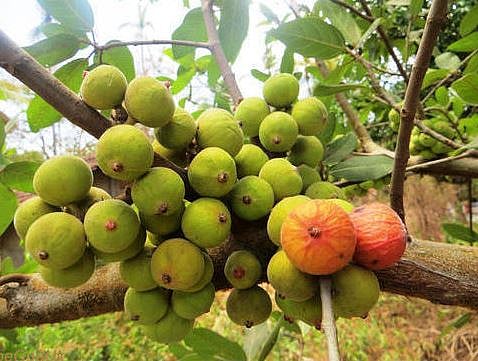 अंजिराच्या खट्ट्या बहाराला पाण्याचे वेध