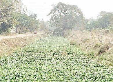 फुरसुंगी : बेबी कॅनॉलमध्ये जलपर्णी फोफावल्यामुळे दुर्गंधी