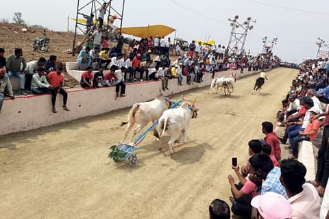 पुणे : लोहगावात भिर्रर्र भिर्रर्र… संत तुकाराम महाराज उत्सवानिमित्त बैलगाडा शर्यती
