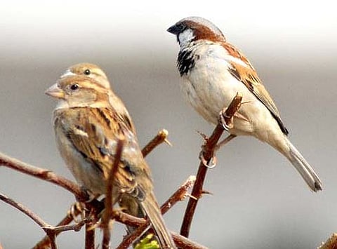 पुणे : चिमण्यांचे संवर्धन होणे काळाची गरज