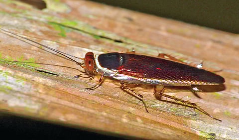 सिंगापूरमध्ये सापडली झुरळाची नवी प्रजाती