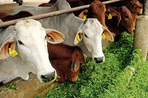 पुणे : गोठ्यात दुभत्या जनावरांची संख्या वाढविण्यासाठी लगबग !