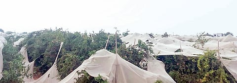 अवकाळीने बेट भागात डाळिंबबागांचे नुकसान