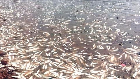 कृष्णाकाठ मृत माशांमुळे भयाण अवस्थेत