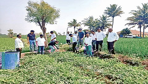 देवळा : येथील प्रमोद आहेर यांच्या टरबूज व कांदा शेतीची पाहणी करताना शिष्टमंडळ. (छाया : सोमनाथ जगताप)