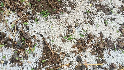 बीड: धारूर तालुक्यात अवकाळी पावसाचा गहू, हरभरा, ज्वारी पिकाला फटका