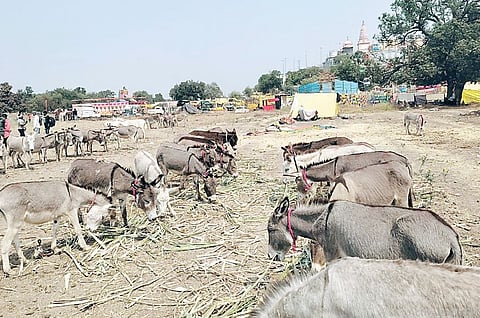 नगर : दोन दिवस अगोदरच गाढवांचा बाजार ; पंजाबी गाढवास लाखाचा भाव