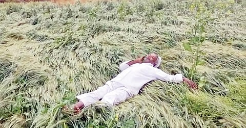 पुणे : अवकाळीचा पिकांना तडाखा; 5 जिल्ह्यांतील शेतकर्यांचे प्रचंड नुकसान