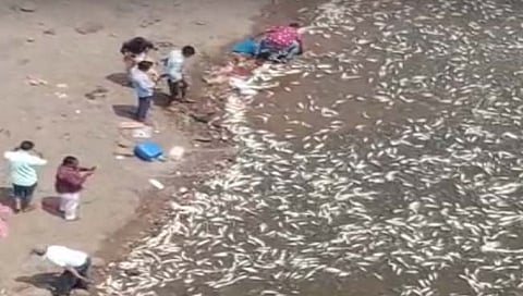 कृष्णा नदीत मृत माशांचा खच