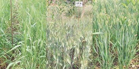 खेडमध्ये गव्हाच्या 9 पारंपरिक वाणांची लागवड