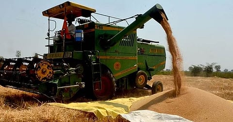 बारामती : अवकाळीच्या धास्तीने गहू काढणीला वेग