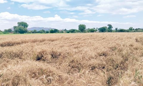 पुणे : गहू मळणी करण्यात अवकाळीमुळे अडचणी ; पीक जमीनदोस्त झाल्याने हार्वेस्टर यंत्रात गहू येईना