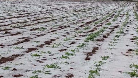 परभणी: गंगाखेड तालुक्याला अवकाळी पावसाने झोडपले; शेतकरी हवालदिल