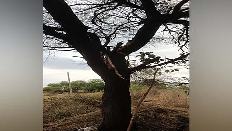 परभणी: वीज पडून २ शेतकऱ्यांचा मृत्यू , महिला गंभीर जखमी