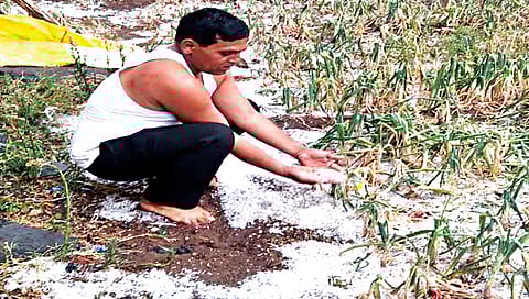 नाशिक : अवकाळीमुळे जिल्ह्यात साडेपाच हजार हेक्टरचे नुकसान