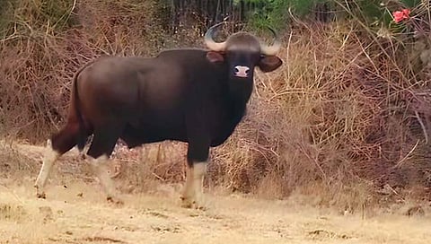 गव्याचे दर्शन