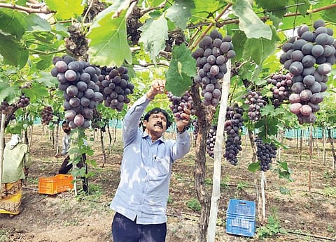 पुणे : नागापूरच्या द्राक्षांना परदेशातून मागणी