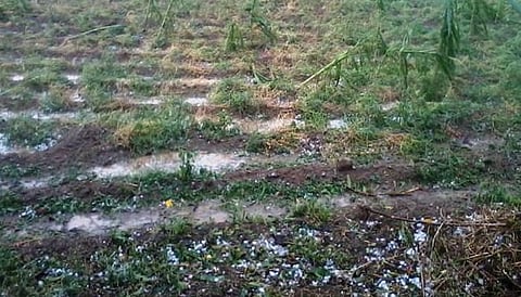 राज्यातील 1 लाख 72 हजार हेक्टर शेतीचे गारपिटीने नुकसान