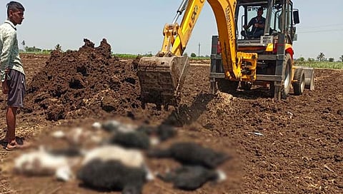 तरस सदृश प्राण्याचा हल्ला