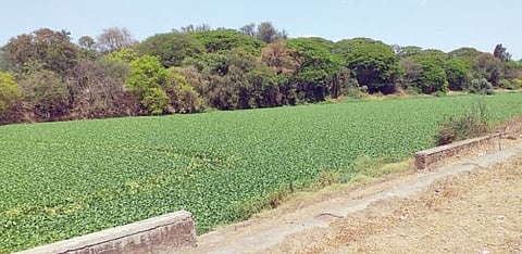 पिंपरी : जलपर्णी काढण्याचा खर्च 8 वरून 28 कोटींवर