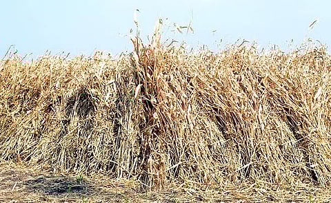 कडब्याला सोन्याचा भाव; दूध उत्पादक शेतकरी चिंतेत