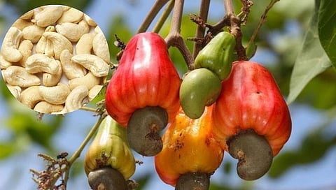 cashew subsidy