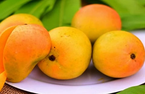 पिंपरी : देवगड हापूस खातोय भाव; 1200 रुपये डझनाने विक्री