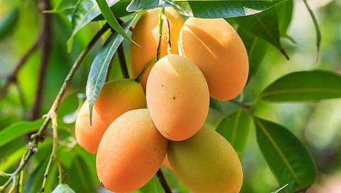Mango Crop Damage : वादळ, गारपीट आणि अवकाळी पावसामुळे २० टक्के आंबा पिकाचे नुकसान; आयसीएआरची माहिती
