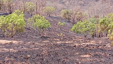 आंबा फळबाग आगीच्या भक्ष्यस्थानी