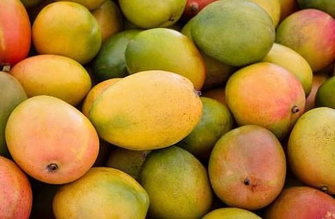 पिंपरी : केरळचा हापूस पिंपरी बाजारपेठेत दाखल