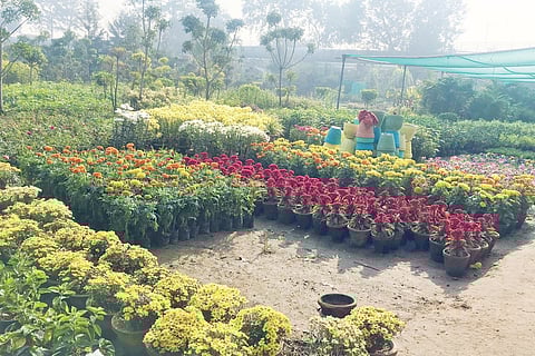 लोणी काळभोर : परप्रांतीयांना नर्सरी व्यवसायास मज्जाव