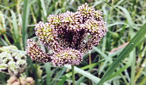 ओडिशामध्ये नाचणीचे अनेक पौष्टिक वाण