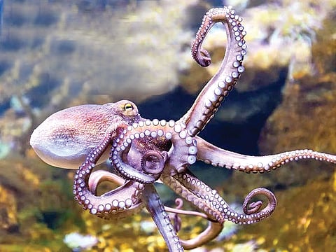 स्वतःलाच खाणारा जीव!