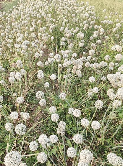 पुणे : कांदा बियाणे पिकाला पोषक वातावरण ; भरघोस उत्पादन येण्याची शेतकर्यांना आशा