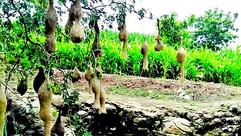 नाशिक : बांधावरची संपली झाडे; पक्षी उडाले रानाकडे…बदलत्या शेतीचा फटका