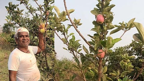 सोलापूर : मोहोळ तालुक्यात काश्मीरची सफरचंदे बहरली; पापरीतील शेतकऱ्याचा यशस्वी प्रयोग