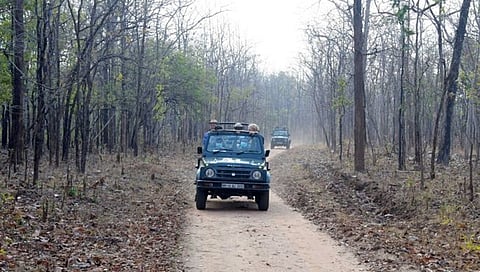 नागपूर: पेंच सफारीत विदेशी पाहुण्यांना झाले वाघोबाच्या जोडीचे दर्शन