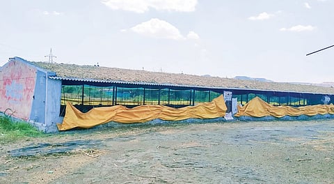 पारगाव : पोल्ट्रीवर उसाच्या पाचटाचे आच्छादन