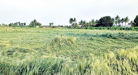 नगर : पावसाने 350 हेक्टरवरील पिकांचे नुकसान