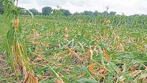 अवकाळीचा फटका