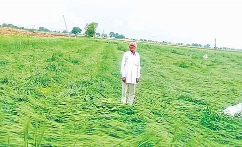 नगर : अवकाळीने दाणादाण ! शेतकरी संकटात; गहू, हरभरा पिके, फळबागांचे आतोनात नुकसान
