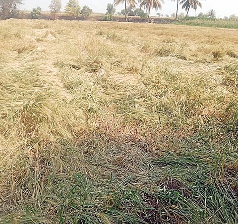 नगर : पठारात अवकाळीने पिके आडवी