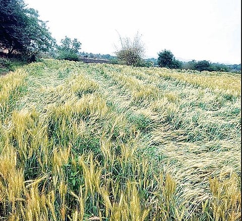 संगमनेर : पावसाने केली शेतकर्यांची ‘अवकळा’