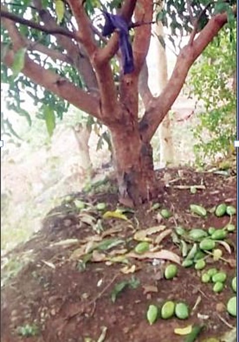 पुणे : सिंहगड, हवेलीत आंब्यांचे नुकसान