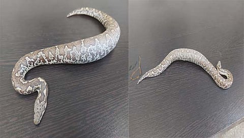 कल्याण- डोंबिवलीतून २९ सापांना पकडून सुरक्षितस्थळी सोडले