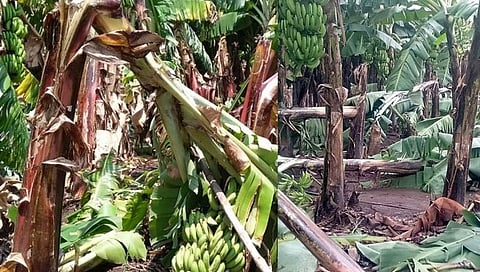 सोलापूर जिल्हात अवकाळी पावसाने फळबागा,नगदी पिकांचे नुकसान