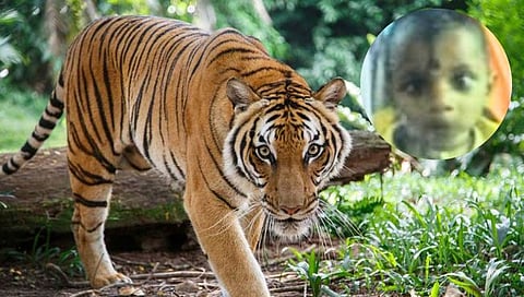 चंद्रपूर : अंगणात बसलेल्या पाच वर्षांच्या बालकाला आईच्या समोर वाघाने नेले उचलून