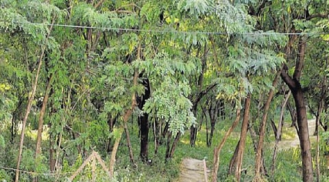 तळेगाव दाभाडे : वनक्षेत्रात जाहिरात फलकांचे अतिक्रमणे; वन विभागाचे दुर्लक्ष