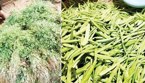 कांदा, बटाट्याची आवक वाढली; पिंपरी मंडईत गावरान गवारचे दर वाढले